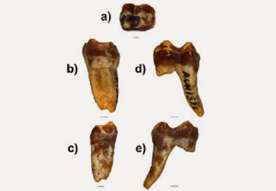 Ancient tooth offers clues to how and when monkeys left Africa