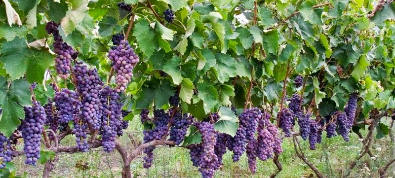 Υποβολή αιτήσεων εκδήλωσης ενδιαφέροντος για το Πρόγραμμα Αναδιάρθρωσης και Μετατροπής Αμπελώνων περιόδου 2015-2016 Υποβολή αιτήσεων εκδήλωσης ενδιαφέροντος για το Πρόγραμμα Αναδιάρθρωσης και Μετατροπής Αμπελώνων περιόδου 2015-2016