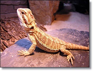 flat lizard pet