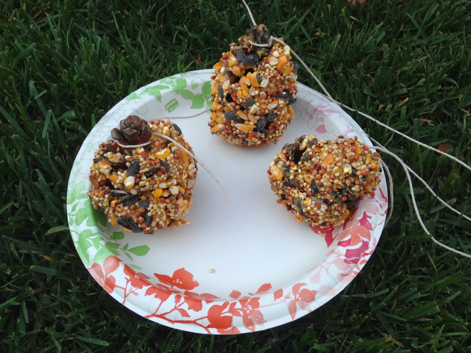 Party of 5 Pine cone bird feeders