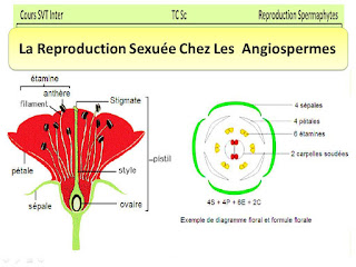 La reproduction sexuée chez les angiospermes