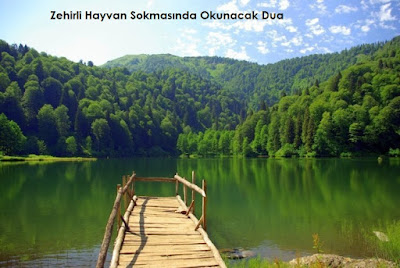 Zehirli Hayvan Sokmasında Okunacak Dua Zehirli Hayvan Sokmasında Okunacak Dua