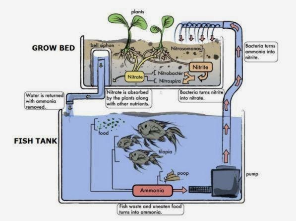 The three main parts of this Aquaponic system are:
