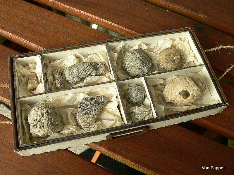 Calico Craft Parts Specimen/Fossil Tray by Claudia