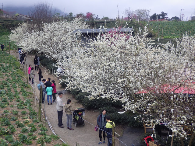 Caopingtou cherry blossoms