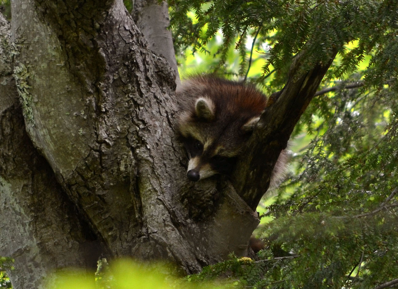 Woods Walks and Wildlife: May 2014