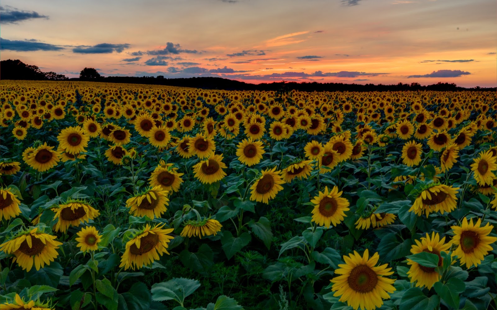 Photos By Richard J. Link Sunflowers in Full Bloom