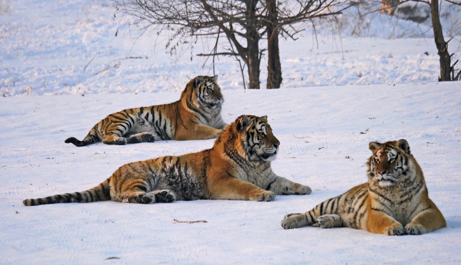 photoscope: Siberian Tigers
