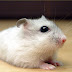 Bán chuột Hamster Sóc, Socola, trắng, trà sữa
