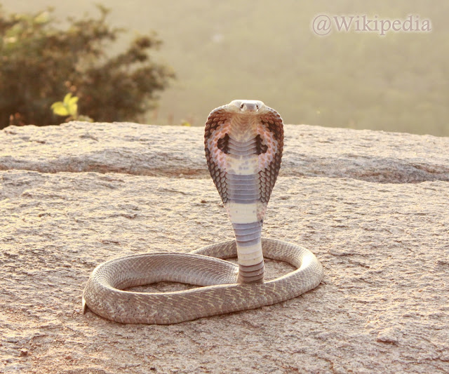 Ular Cobra (kobra) Ular Cobra (kobra)