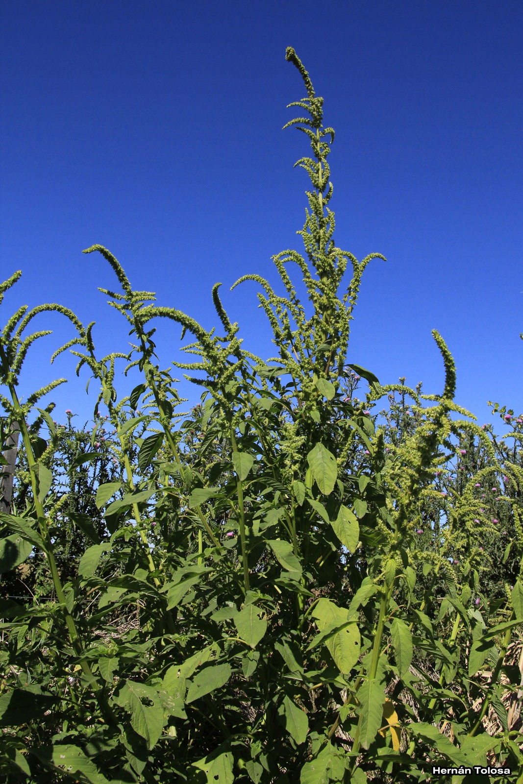 Flora Bonaerense: Amaranto (Amaranthus hybridus)