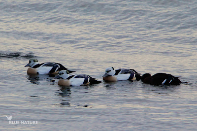 Eider chico o de Steller - Steller´eider - Polysticta stelleri. Tres machos a la izquierda, los más coloridos, junto con una hembra a la derecha de colo oscuro.