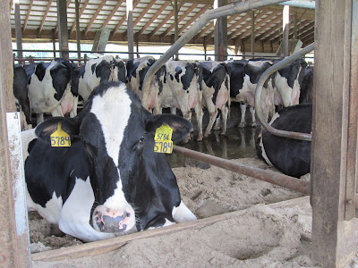 gambar peternakan sapi gambar peternakan sapi