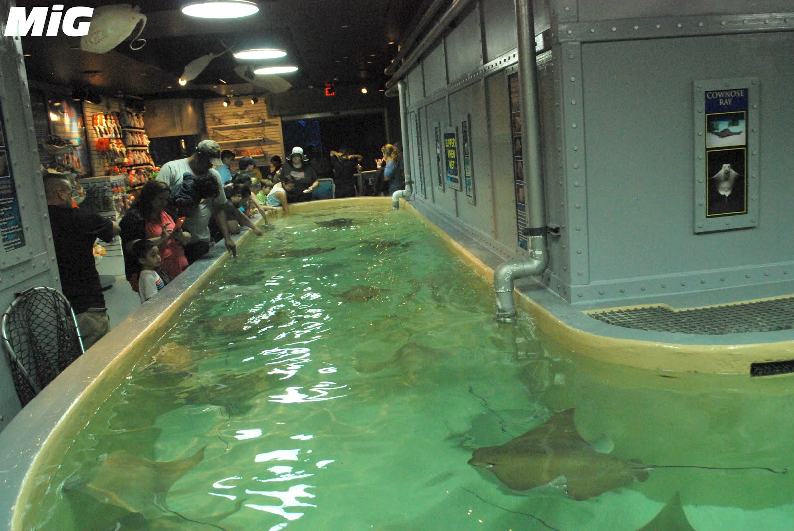 MidwestInfoGuide Downtown Aquarium Houston