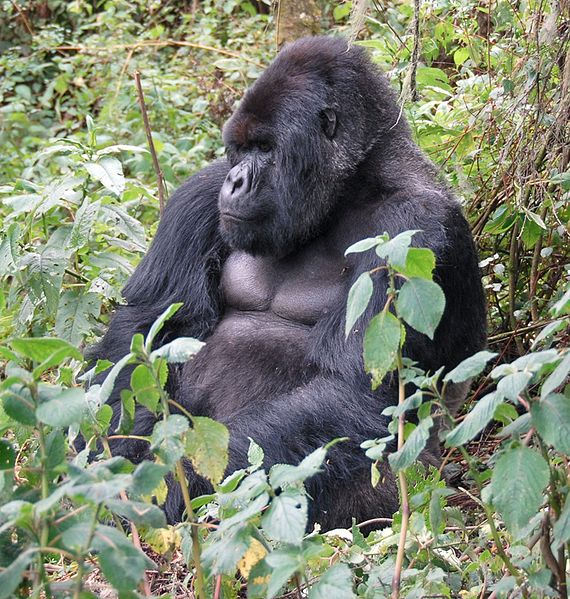 Small Impact Teen: Featured Endangered Species: Mountain Gorilla
