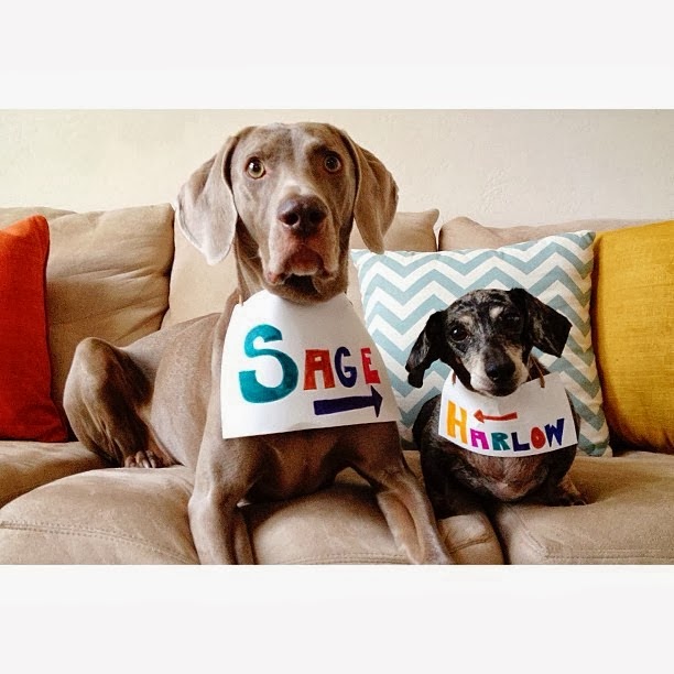 El duo canino Harlow y Sage + Indi - Mundo Feliz El duo canino Harlow y Sage + Indi - Mundo Feliz