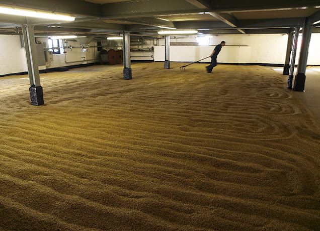 turning the germinating barley on the malting floor at Bowmore Distillery
