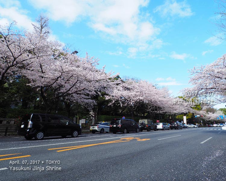 靖国神社の桜は渋くて好き！
