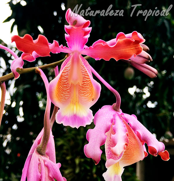 Flores de la orquídea rumbera, Mirmecophylla thompsoniana