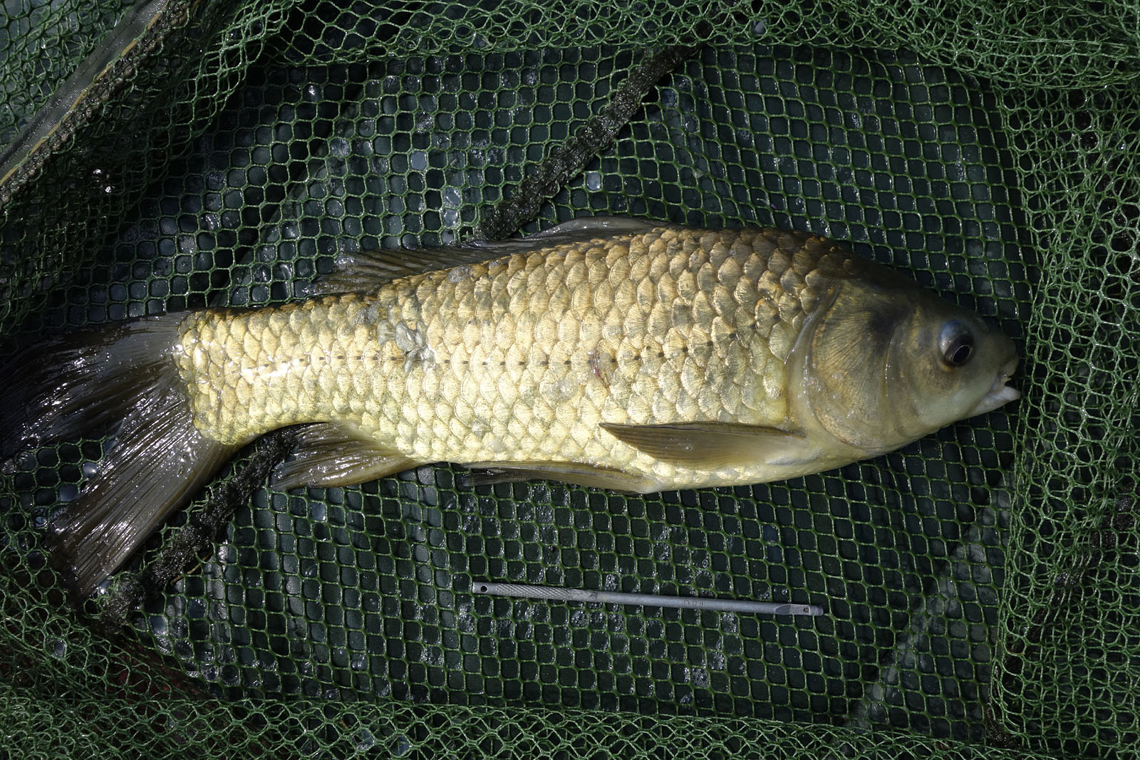 The Broads Fisherman: Great carp fishing at Holly Farm Lakes, South Walsham