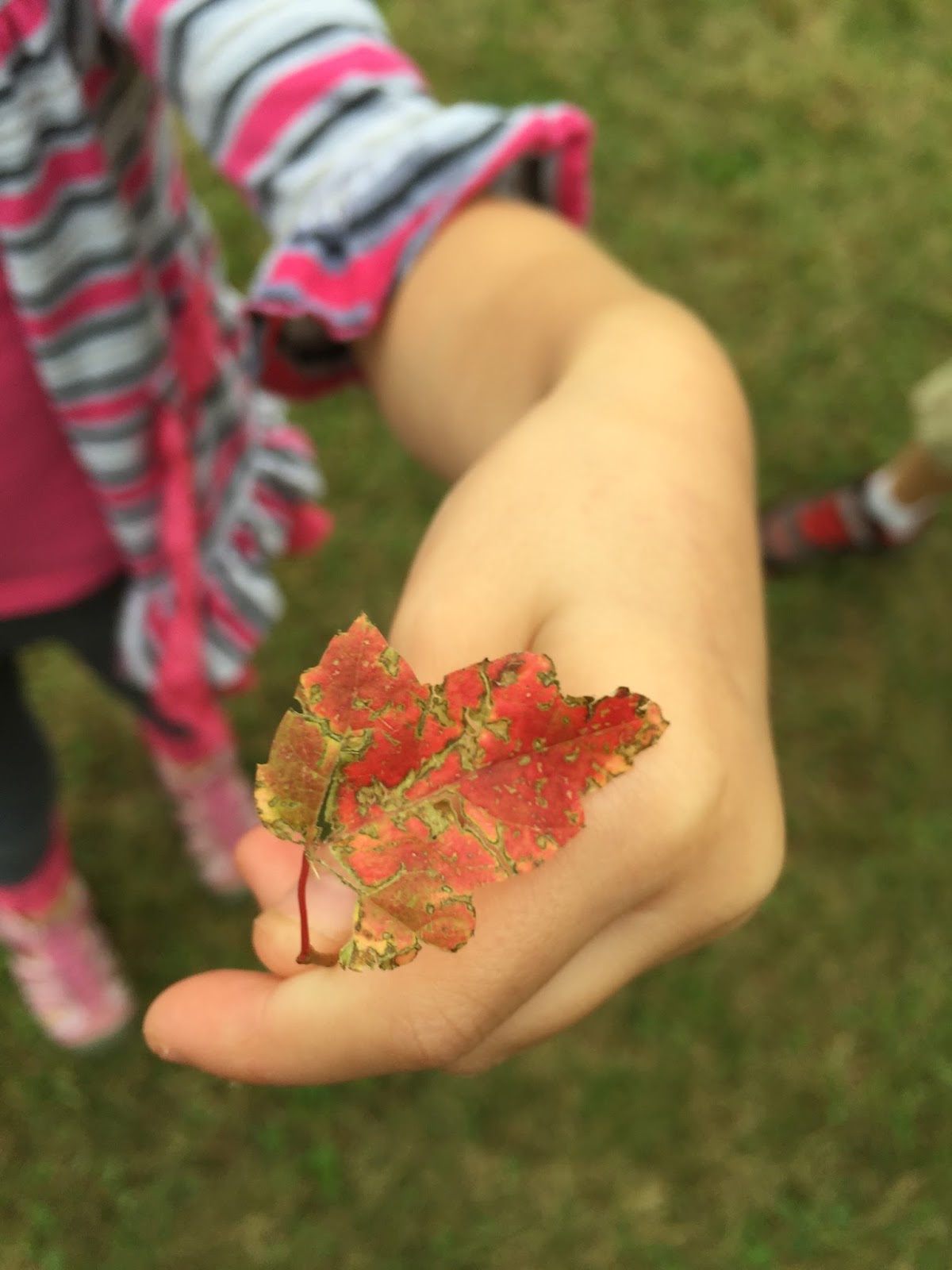 Getting Started in Kindergarten: Getting to Know You - Roots and Wings