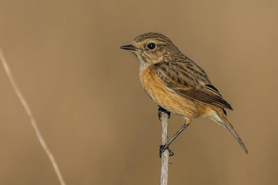 Bitxac comú (Saxicola rubicola)