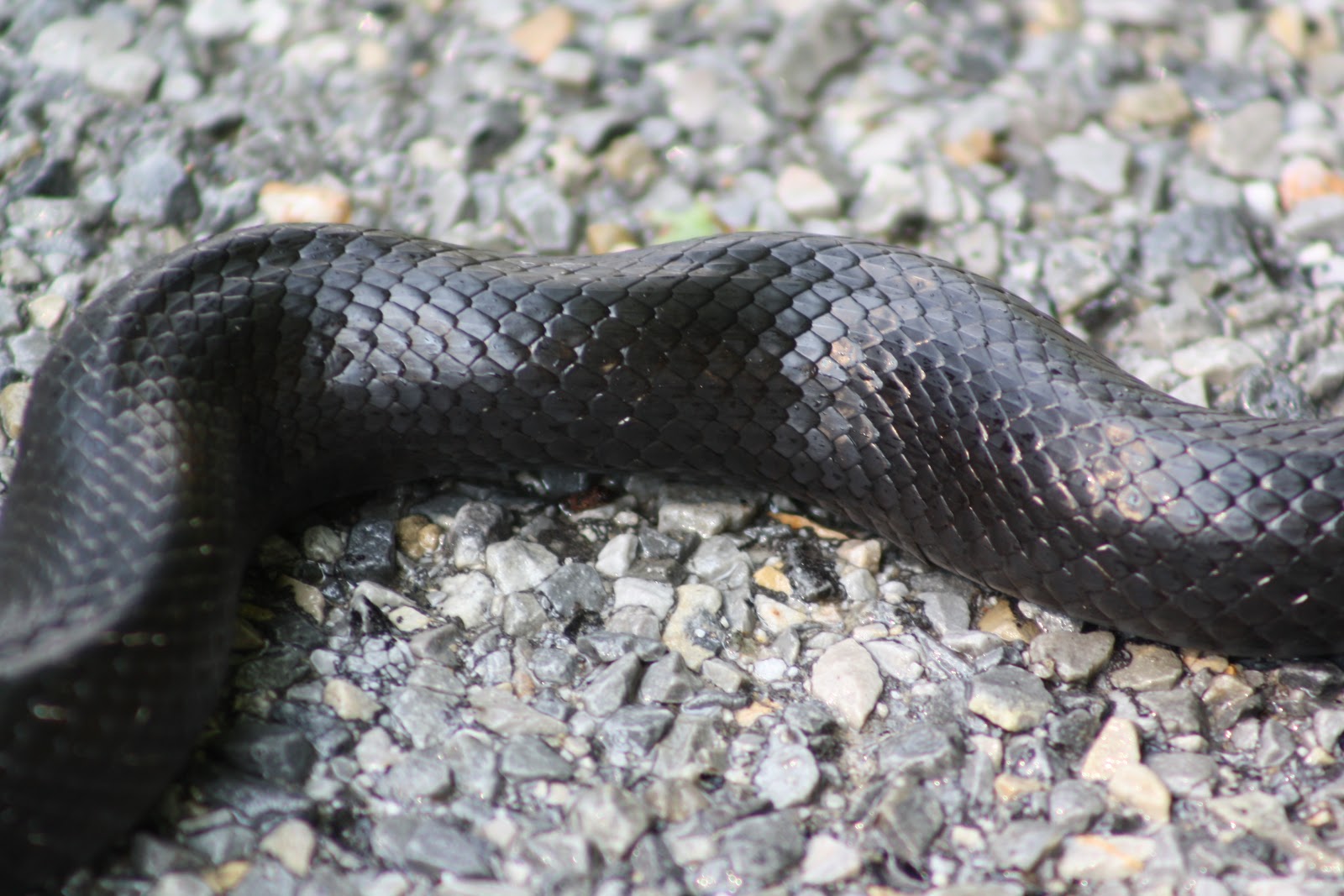 Laura Brownlee's Natural Expressions Copperhead and Black Snakes