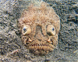 creatures sea fish creepy lifted directly nightmares ocean deep monsters underwater face weird kills below
