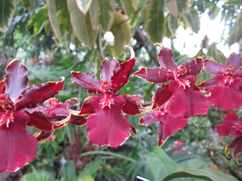 Garden Discoveries: Orchids: Part IV