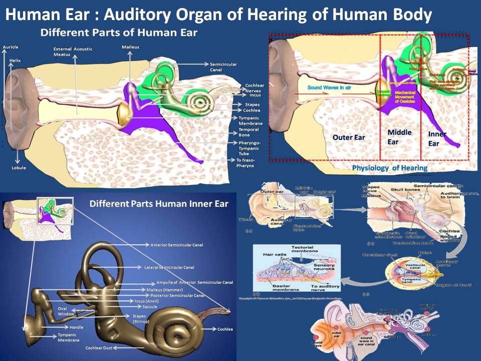 Hear system. Hearing Physiology. Auditory Balance Organs. Cells of hearing Organ.