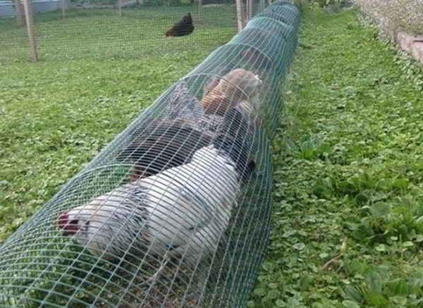 The Local Malcontent: DIY Chicken Tunnel