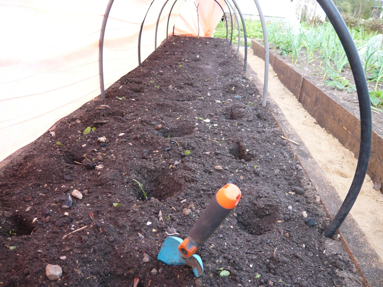 когда сажать томаты в подмосковье. горизонтальная высадка томатов. посадка томатов на рассаду. подвязка рассады помидор. рассада томатов в поликарбонатной теплице.