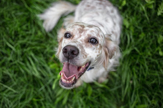 A happy dog waiting for a reward in a dog training session
