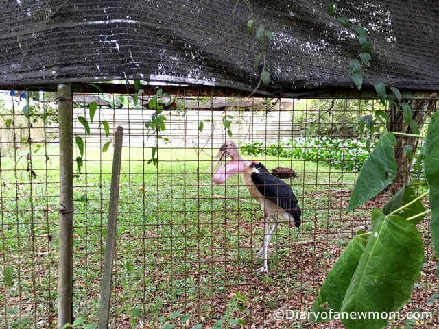 Marabou Stork