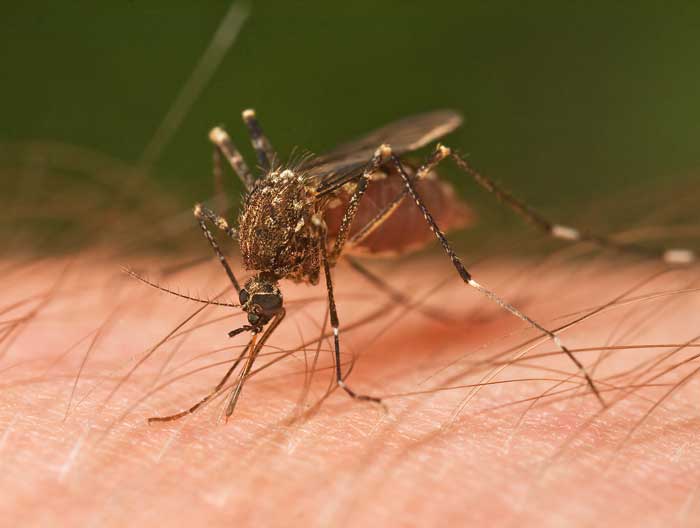 How many mosquitoes would it take to drain you of blood? Interesting