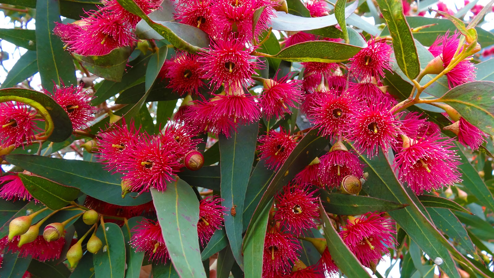 MAP YELLOW GUM IN FLOWER