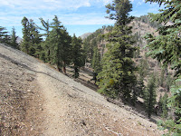 Pristine section of Hawkins Ridge Trail along northeast flank of Sadie Hawkins