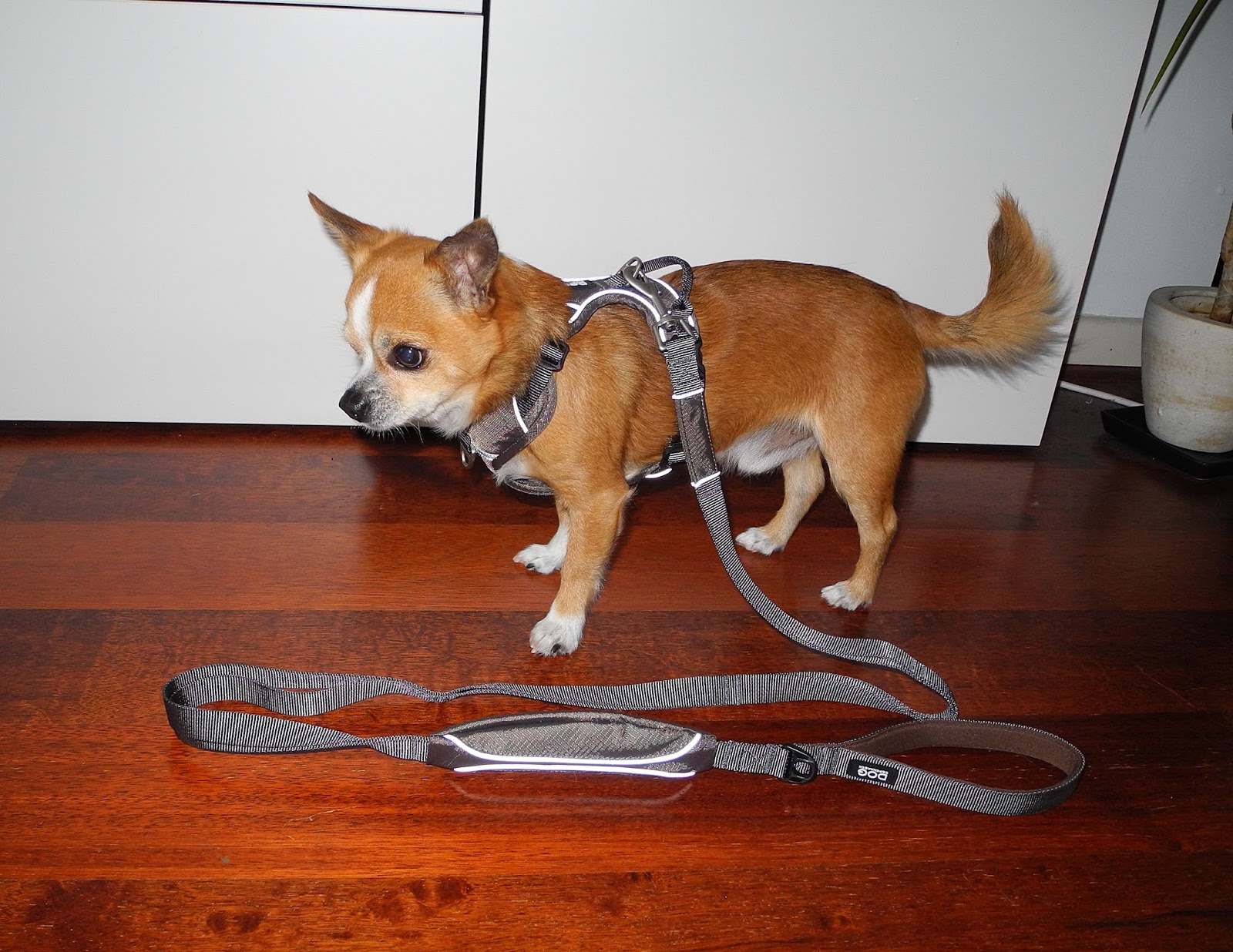 Rocky's Blog DOG Copenhagen