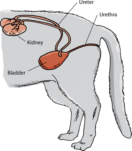 blood in urine in dog, the presence of blood in the urine is a serious