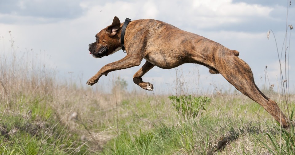 My Dog Runs Through The Invisible Fence How To Troubleshoot?