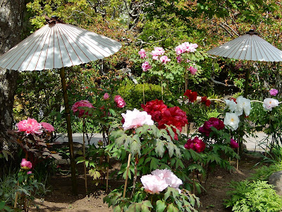 ���J���̃{�^��