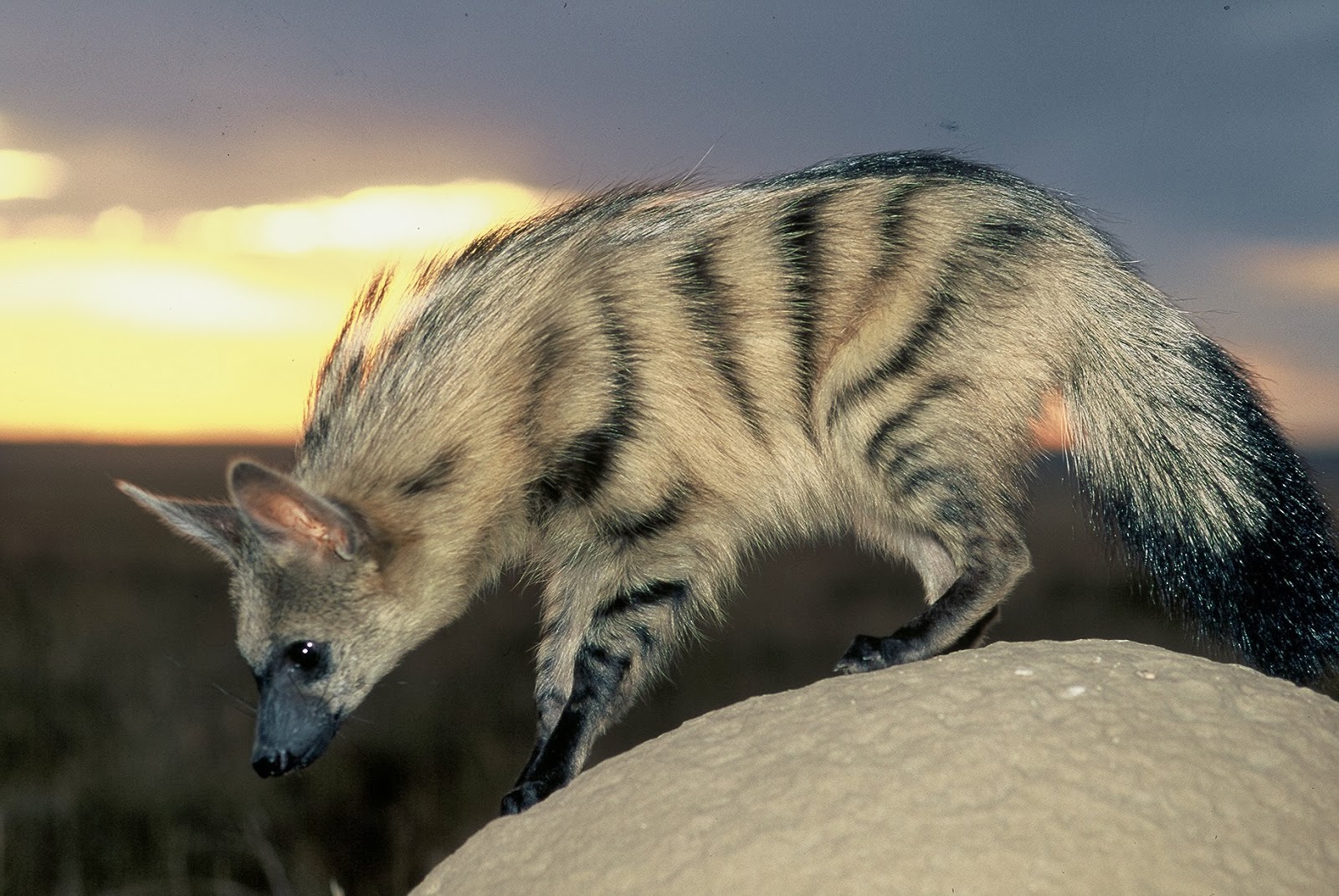 autoprompt aardwolf autoprompt aardwolf