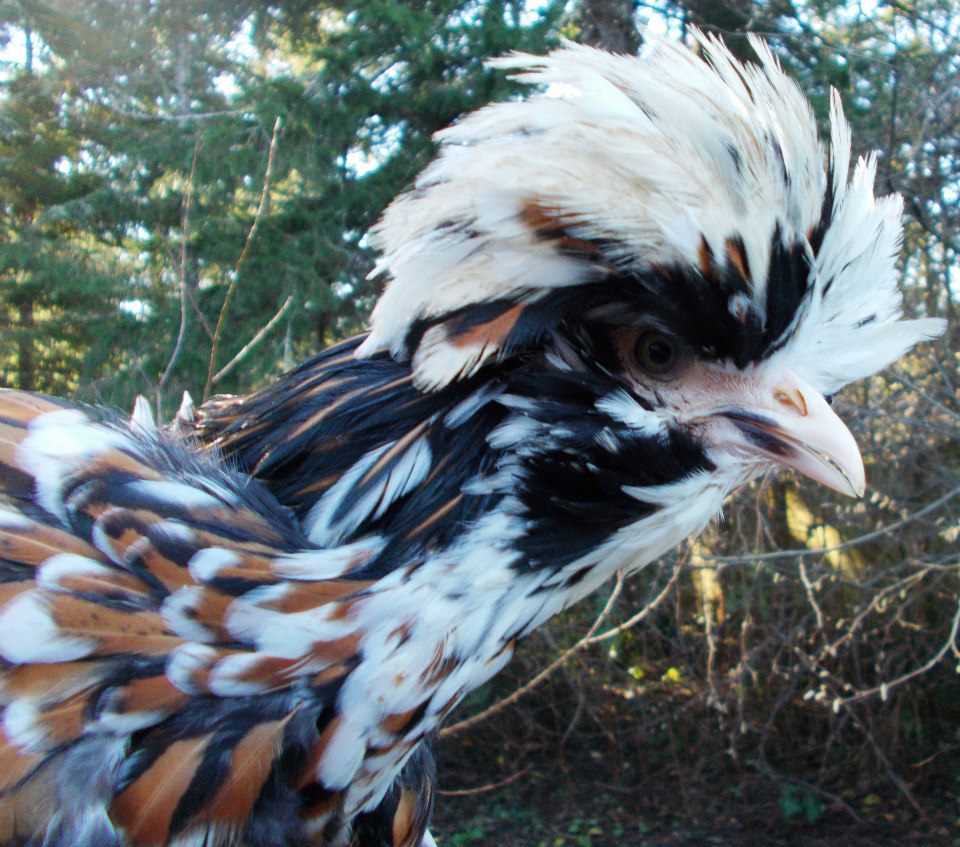 Dancing Hen Farm: Meet The Flock: Tolbunt Polish