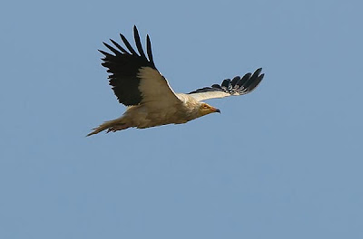 Alimoche en vuelo