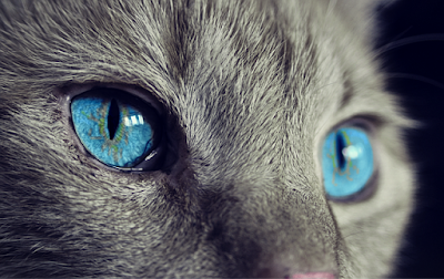 alt="gato con las pupilas normales"