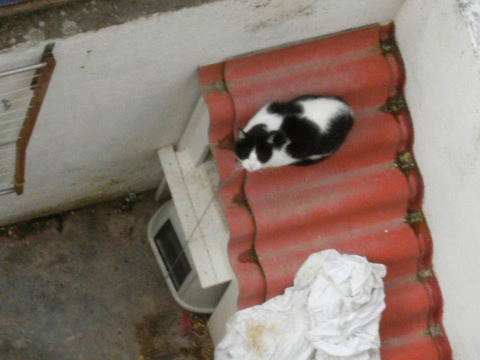 Margarida E Os Animais Gato Vive Amarrado A Casota Em Lisboa E Nada 