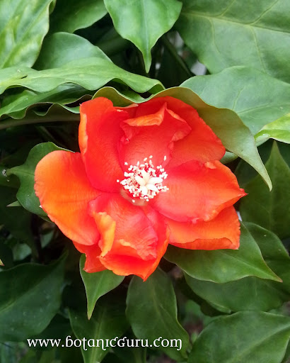 Pereskia bleo, Rose Cactus, Wax Rose flower