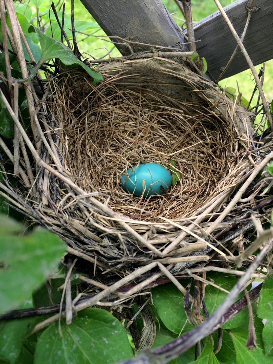 Woods Walks and Wildlife: Surprise Robin Nest