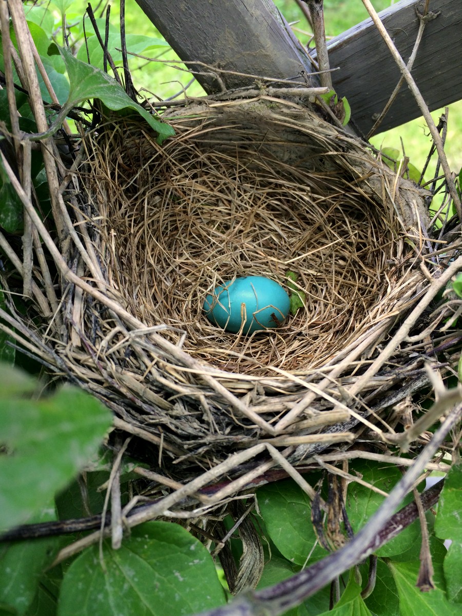 Woods Walks and Wildlife Surprise Robin Nest