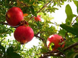 pomegranate%2Btree.jpg